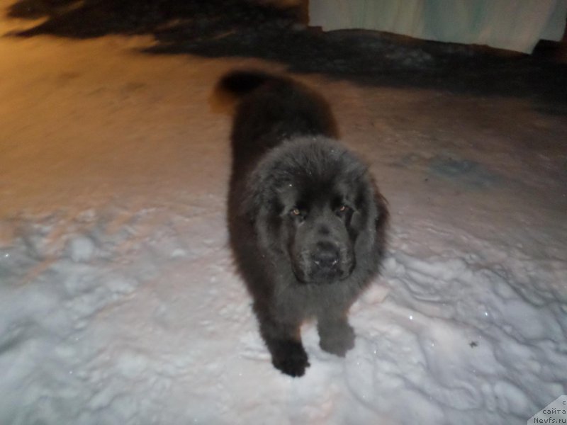 Фото: ньюфаундленд Ametist Best Boy ot Marleon Dusvik (Аметист Бест Бой от Марлеон Дусвик)