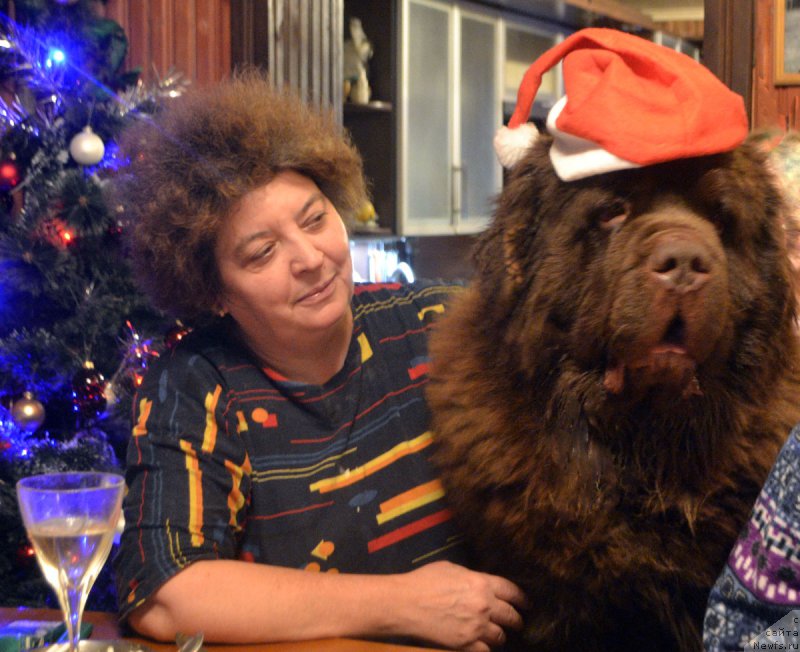 Фото: ньюфаундленд Charmer Denkam Bronze (Чармер Денкам Бронз)