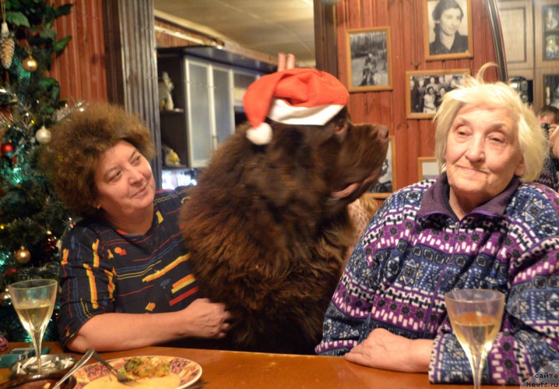 Фото: ньюфаундленд Charmer Denkam Bronze (Чармер Денкам Бронз)