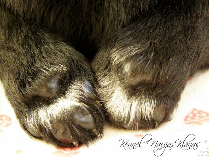 Фотография № 199074