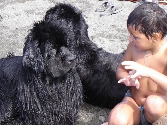 Фото: ньюфаундленд Djentli Bon iz Medvej'ego YAra (Джентли Бон из Медвежьего Яра)