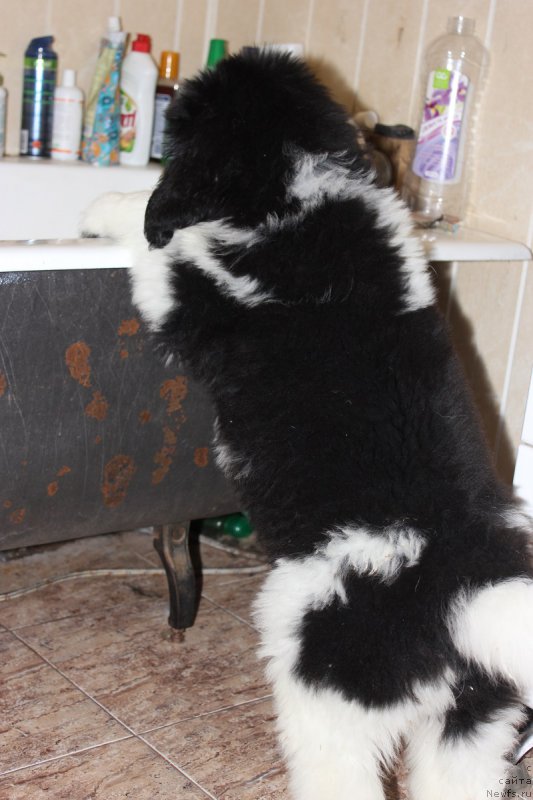 Фото: ньюфаундленд Terra Viktoriya Avangard (Терра Виктория Авангард)