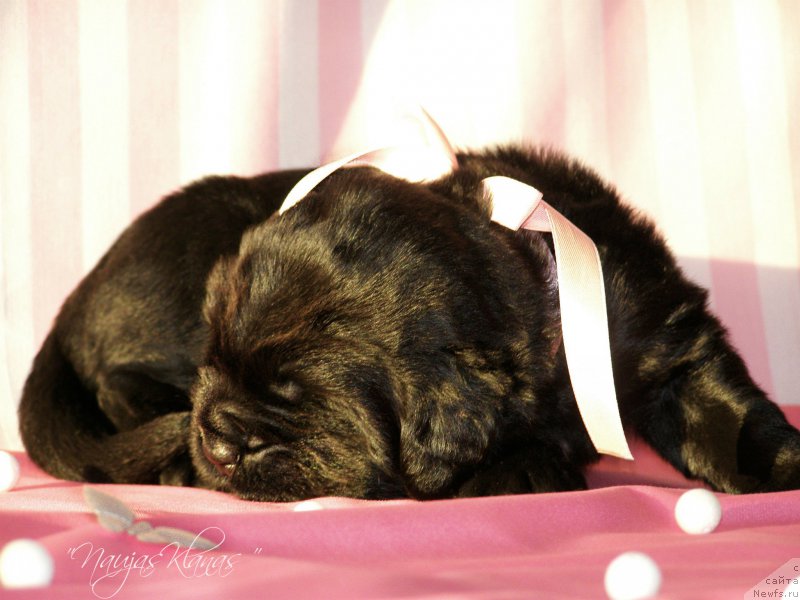 Фотография № 199096