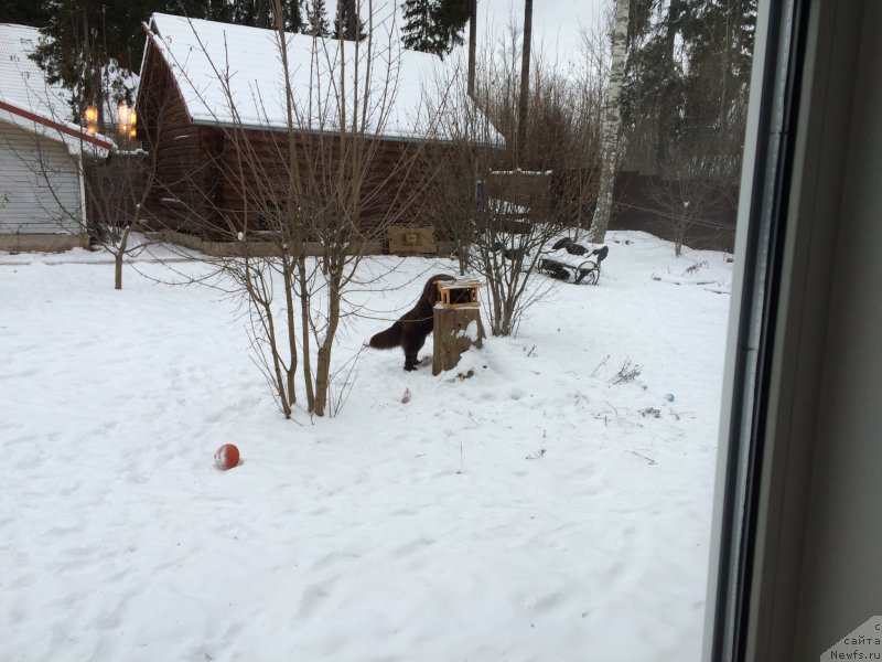 Фото: ньюфаундленд N'yufort Vasabi (Ньюфорт Васаби)