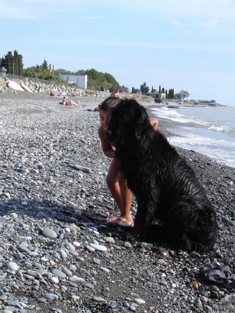 Фото: ньюфаундленд Sent Djons Jaklin (Сент Джонс Жаклин)