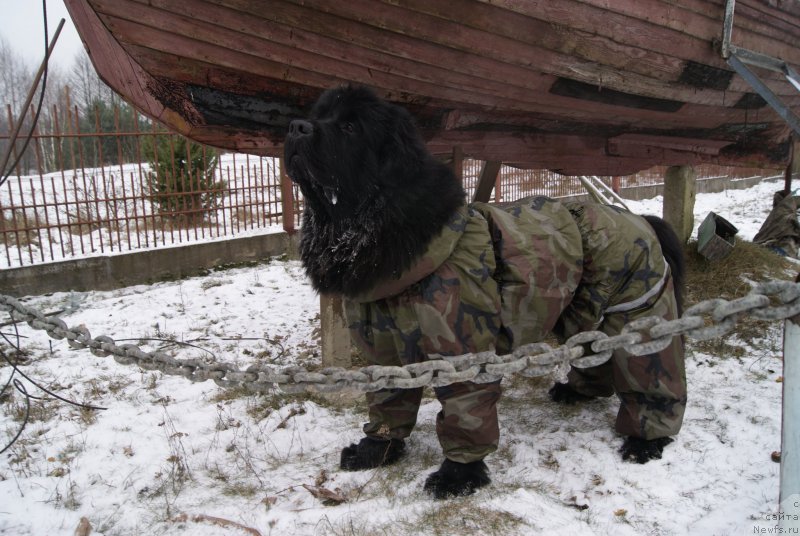 Фотография № 199101