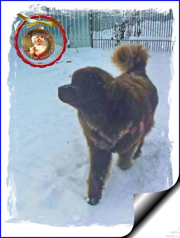 Фото: ньюфаундленд Brownblood MSK Hakim Gold Haydar (Браунблад МСК Хаким Голд Хайдар)