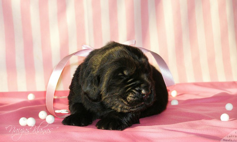 Фотография № 199103