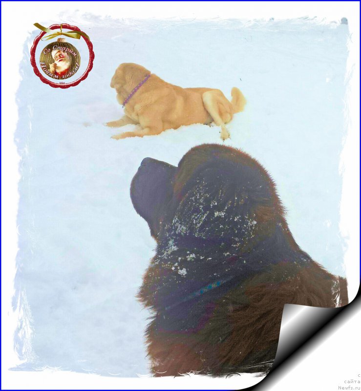 Фото: ньюфаундленд Brownblood MSK Hakim Gold Haydar (Браунблад МСК Хаким Голд Хайдар)