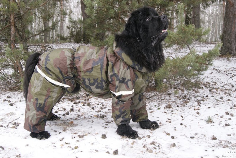 Фото: ньюфаундленд Sent Djons Optimus Prime (Сент Джонс Оптимус Прайм)