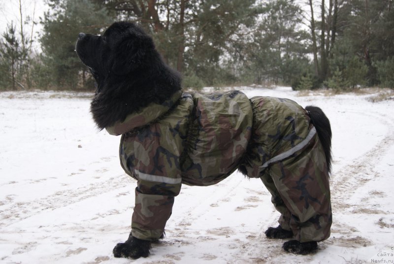 Фотография № 199108