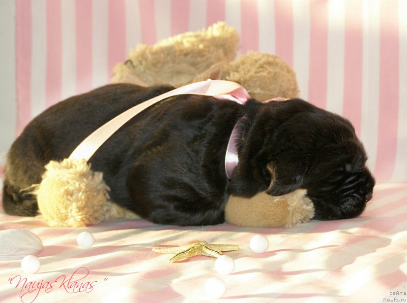 Фотография № 199110