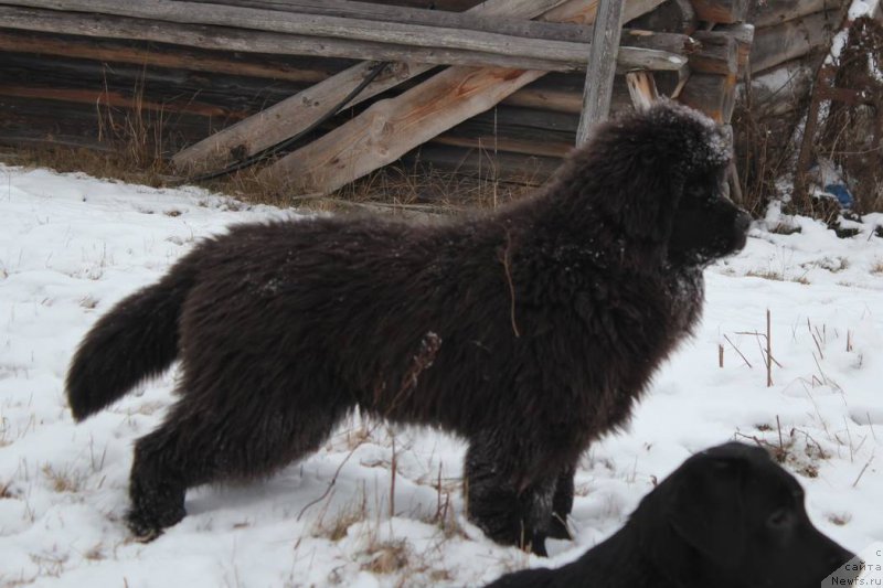 Фото: ньюфаундленд Hercules Very Strong Super Mishka