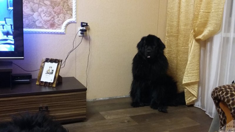 Фото: ньюфаундленд Nessi Blyek s  Lesnoy Zaimki (Несси Блэк с  Лесной Заимки)