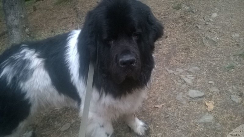 Фото: ньюфаундленд Super Bizon Jofrey (Супер Бизон Жофрей)