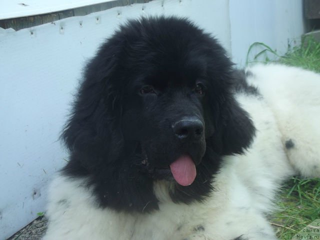 Фото: ньюфаундленд Super Bizon Jofrey (Супер Бизон Жофрей)