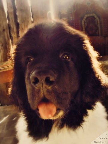 Фото: ньюфаундленд Super Bizon Jofrey (Супер Бизон Жофрей)