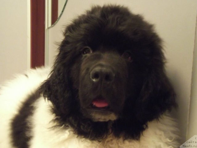 Фото: ньюфаундленд Super Bizon Jofrey (Супер Бизон Жофрей)