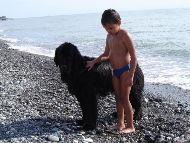 Фото: ньюфаундленд Sent Djons Jaklin (Сент Джонс Жаклин)