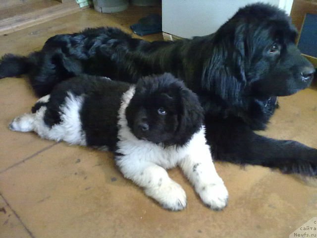 Фото: ньюфаундленд Super Bizon Jofrey (Супер Бизон Жофрей), ньюфаундленд Mag Ispolin Ejevika (Маг Исполин Ежевика)