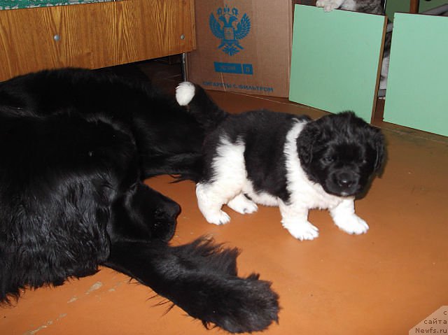 Фото: ньюфаундленд Super Bizon Jofrey (Супер Бизон Жофрей), ньюфаундленд Mag Ispolin Ejevika (Маг Исполин Ежевика)