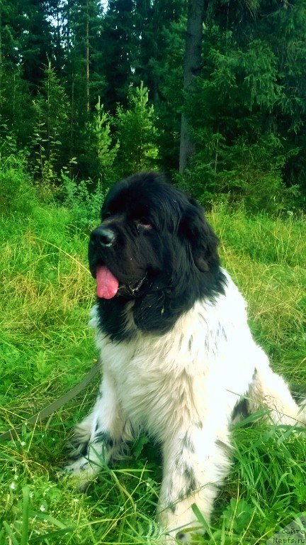 Фото: ньюфаундленд Super Bizon Jofrey (Супер Бизон Жофрей)