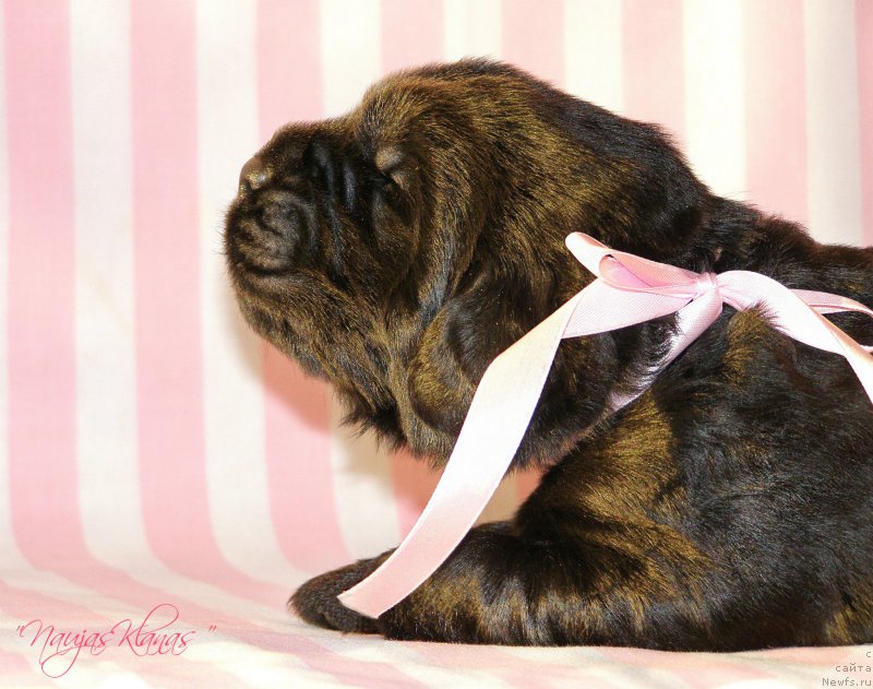 Фотография № 199124