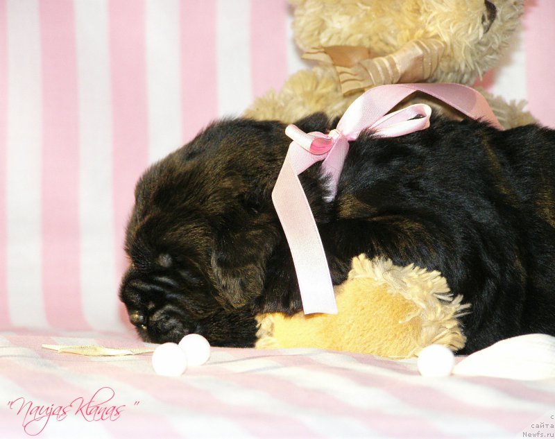 Фотография № 199125