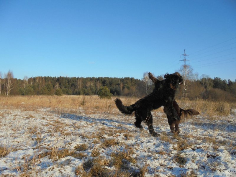 Фото: ньюфаундленд Nikol Gold Star (Николь Голд Стар), ньюфаундленд Chernaya Mafia Short and Sweet (Черная Мафия Шорт анд Свеет)