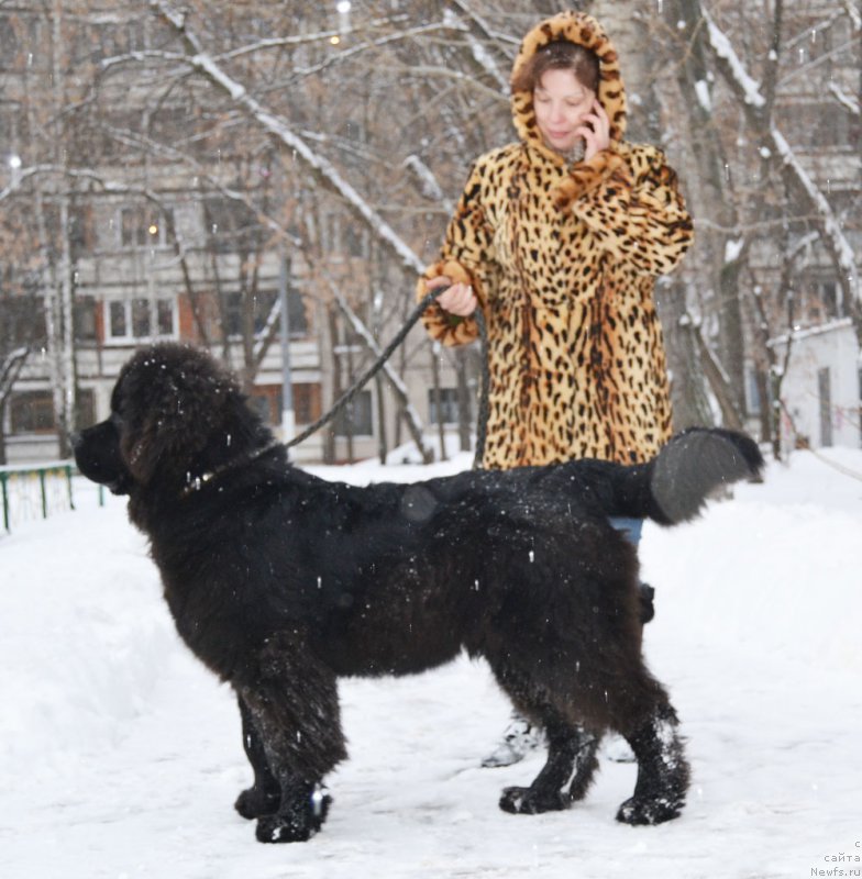 Фото: ньюфаундленд Prekrasnyiy Princ iz Kovrova (Прекрасный Принц из Коврова)