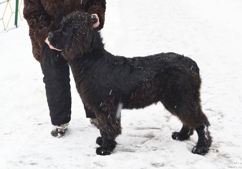Фото: ньюфаундленд Prekrasnyiy Princ iz Kovrova (Прекрасный Принц из Коврова)