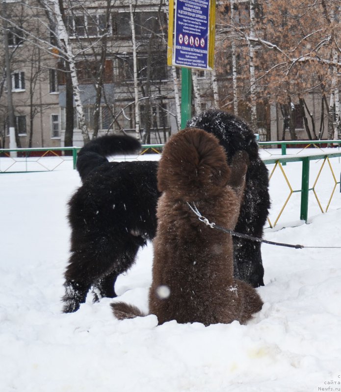 Фото: ньюфаундленд Prekrasnyiy Princ iz Kovrova (Прекрасный Принц из Коврова), ньюфаундленд CHernyiy Balu Zlatovlaska (Черный Балу Златовласка)