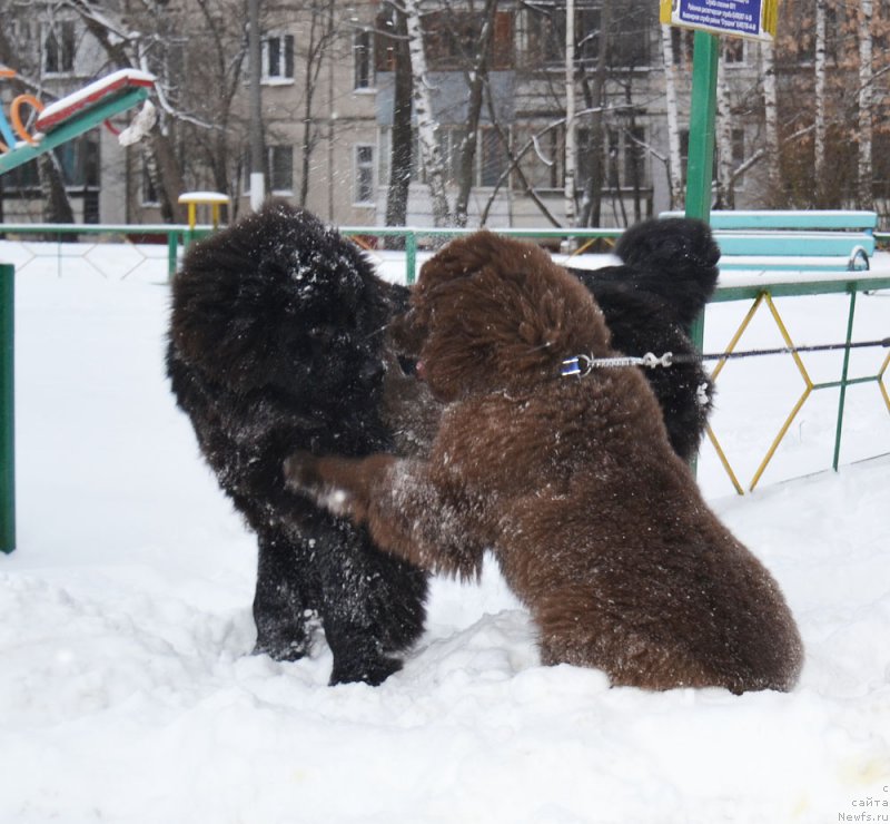 Фото: ньюфаундленд Prekrasnyiy Princ iz Kovrova (Прекрасный Принц из Коврова), ньюфаундленд CHernyiy Balu Zlatovlaska (Черный Балу Златовласка)