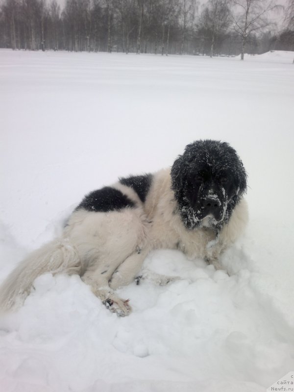 Фото: ньюфаундленд Amrita ot Karel'skih Medvedey (Амрита от Карельских Медведей)
