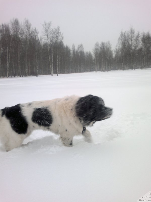Фото: ньюфаундленд Amrita ot Karel'skih Medvedey (Амрита от Карельских Медведей)