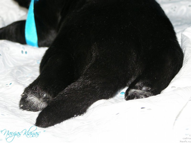 Фотография № 199145