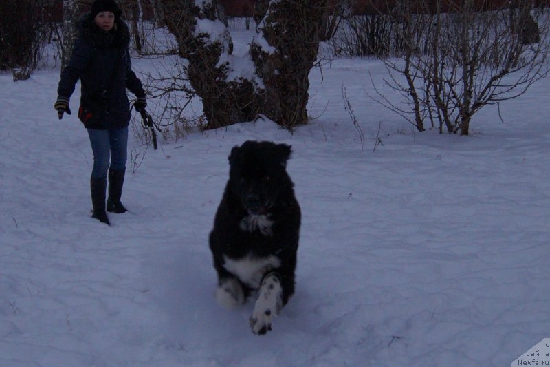 Фото: ньюфаундленд Fabian de Lange Super Mishka