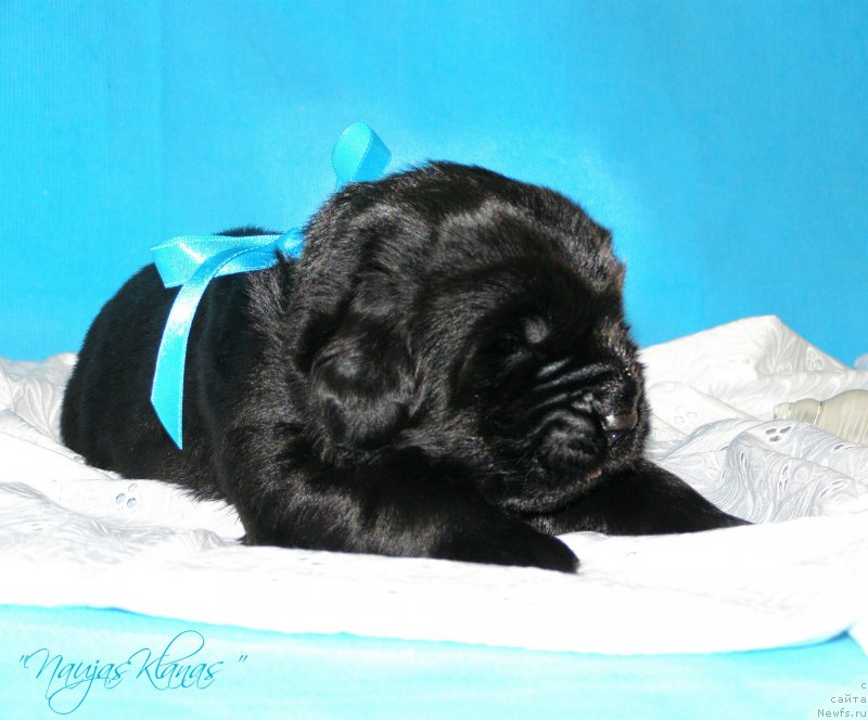 Фотография № 199147