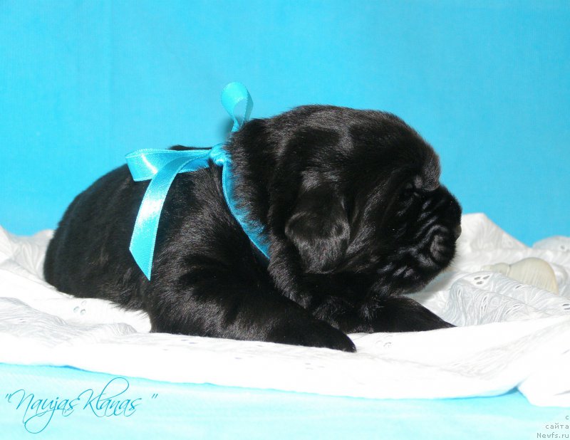 Фотография № 199148