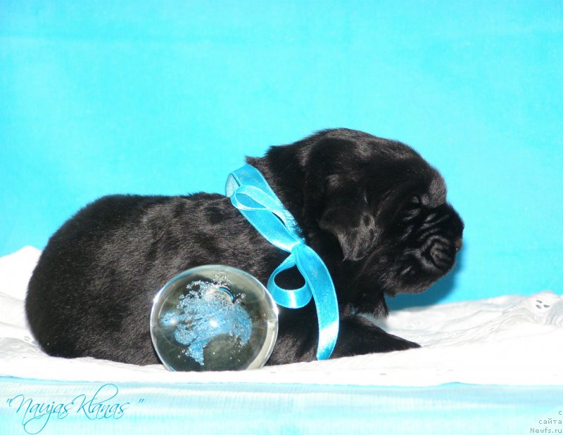 Фотография № 199150