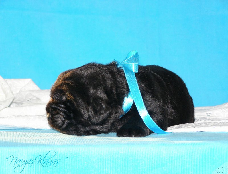 Фотография № 199151