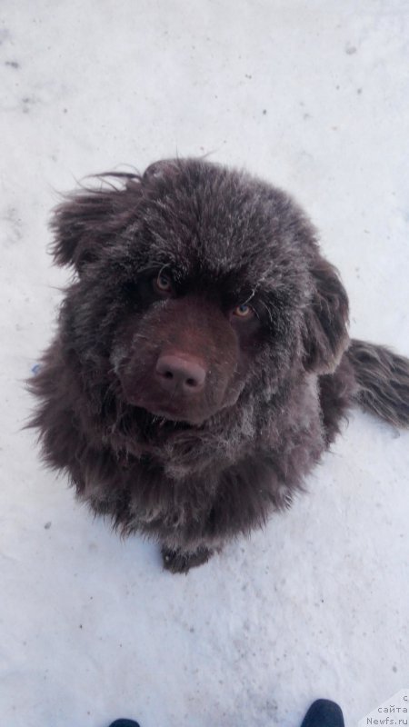 Фото: ньюфаундленд Ayrish Krim Gyol ot Marleon Dusvik (Айриш Крим Гёл от Марлеон Дусвик)