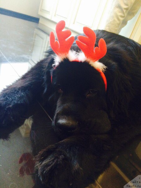 Фото: ньюфаундленд Luchano (Лучано)