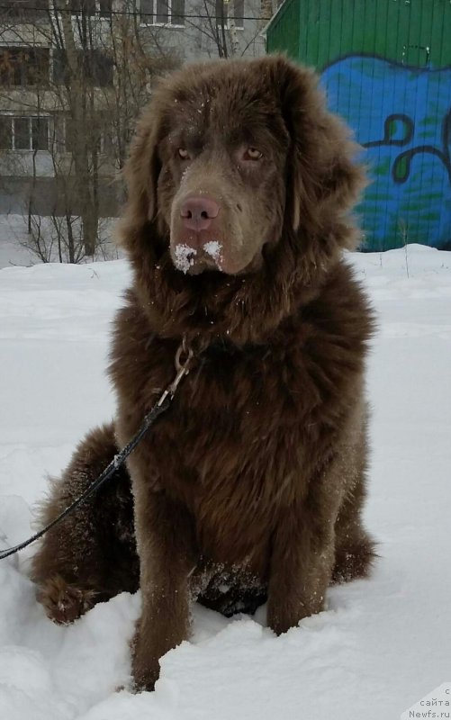 Фото: ньюфаундленд Amor di Mamma ot Marleon Dusvik (Амор ди Мамма от Марлеон Дусвик)