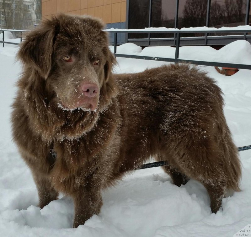 Фото: ньюфаундленд Amor di Mamma ot Marleon Dusvik (Амор ди Мамма от Марлеон Дусвик)