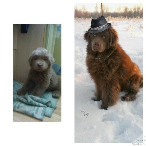 Фото: ньюфаундленд Agat Jelaniy ot Marleon Dusvik (Агат Желаний от Марлеон Дусвик)