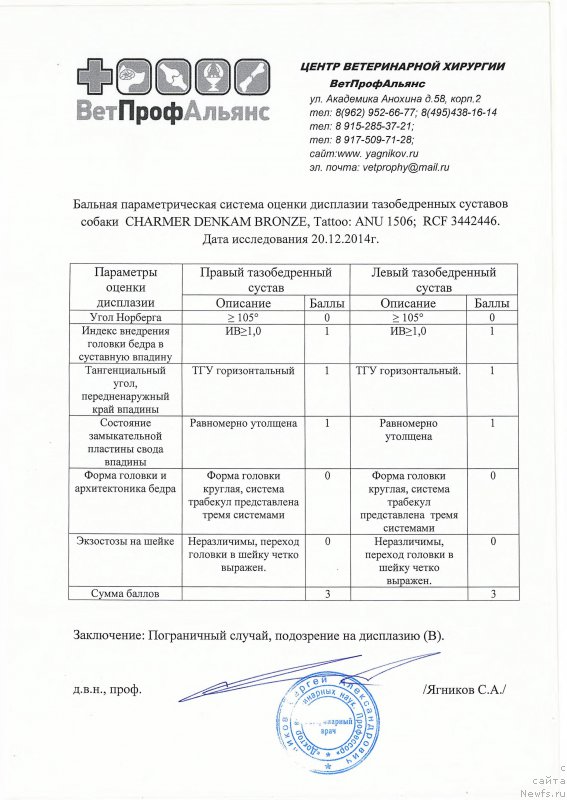 Фото: ньюфаундленд Charmer Denkam Bronze (Чармер Денкам Бронз)