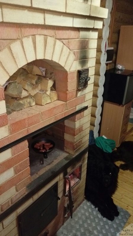 Фото: ньюфаундленд Njufort Amanda Blum (Ньюфорт Аманда Блум)