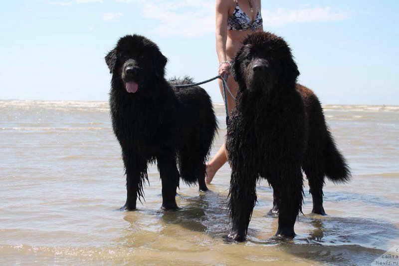 Фото: Lyyli, ньюфаундленд Moya Stikhiya Iksiya Elli Surprise (Моя Стихия Иксия Элли Сюрпрайз)