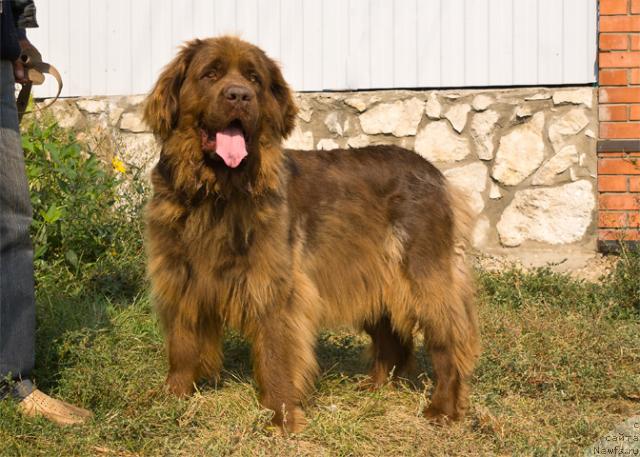 Фото: ньюфаундленд Lesnaya Skazka Nenaglyada (Лесная Сказка Ненагляда)